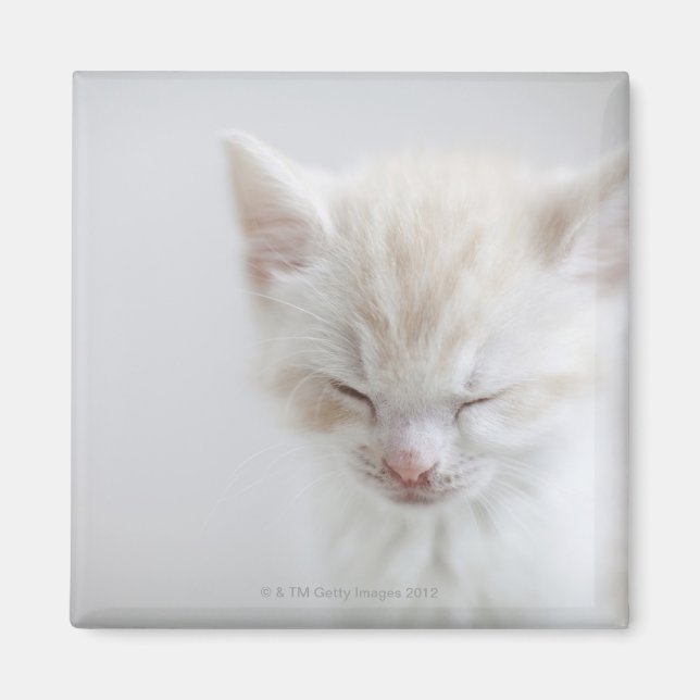 White Kitten Sleeping Magnet (Front)