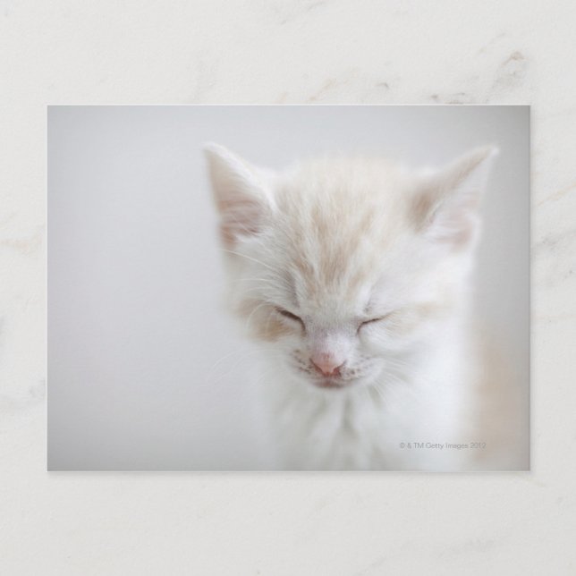White Kitten Sleeping Postcard (Front)