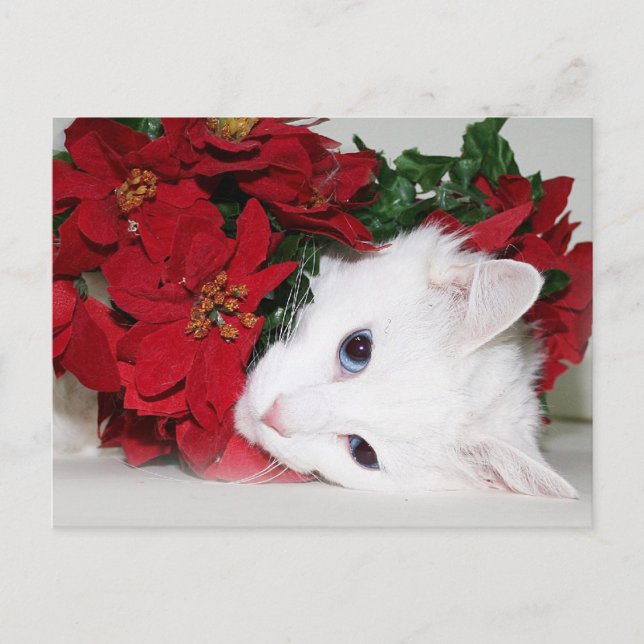 White kitty Christmas Holiday Postcard (Front)