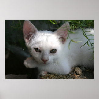 White kitty poster