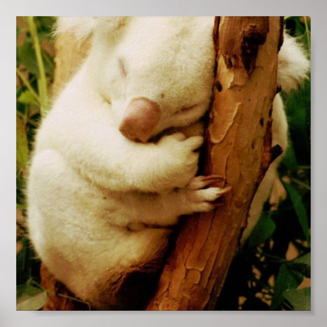 White Koala Bear Poster Print (Front)