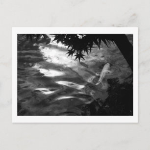 White Koi: Japan Postcard
