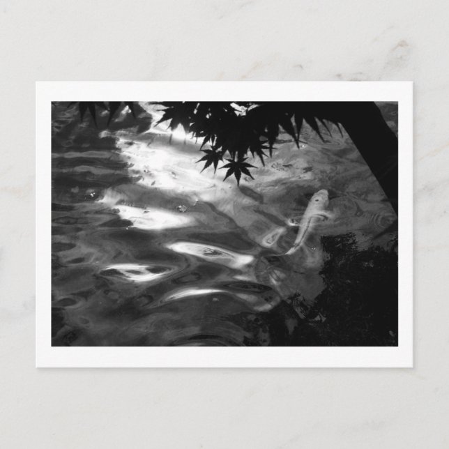 White Koi: Japan Postcard (Front)