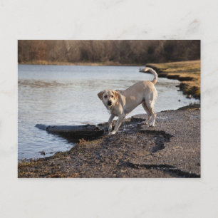 White Labrador near a lake Postcard