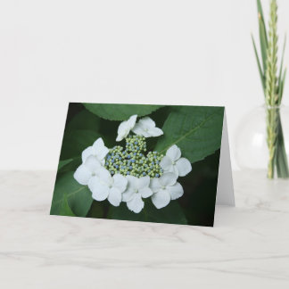 White Lace Greeting Card