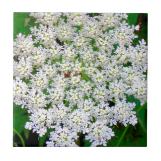 White Lace Hydrangea Tile