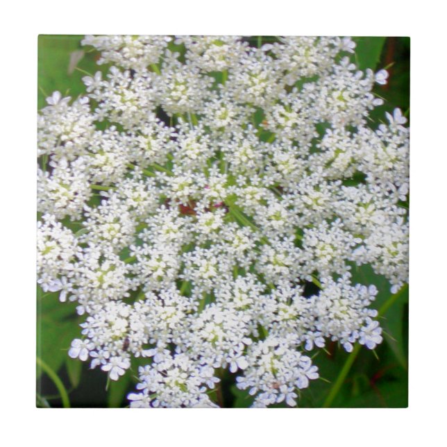White Lace Hydrangea Tile (Front)