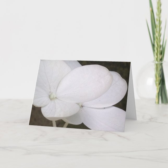 White Lacecap Hydrangea Blossoms Greeting Card (Front)