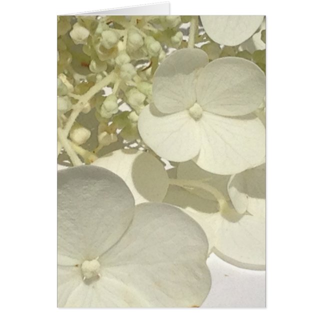 White Lacecap Hydrangea Flower Close Greeting Card (Front)