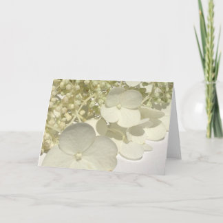 White Lacecap Hydrangea Flowers Greeting Card