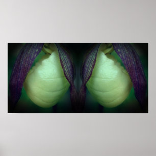 White Lady Slipper Orchid Flower Mirror Abstract Poster
