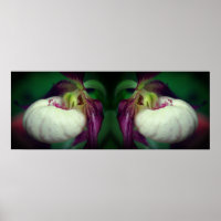 White Lady Slipper Orchid Flower Mirrored