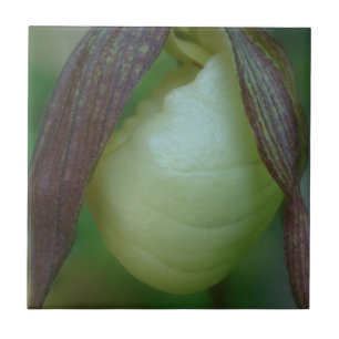 White Lady Slipper Orchid Flower Nature Ceramic Tile