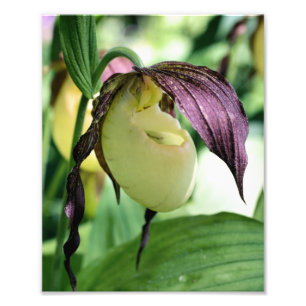 White Lady Slipper Orchid Flower Photo Print