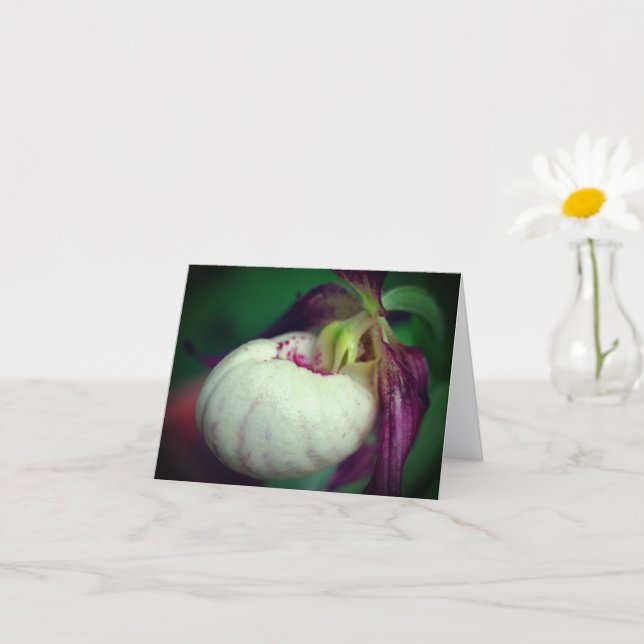 White Lady Slipper Orchid Flower Photography Note Card (Small Plant)