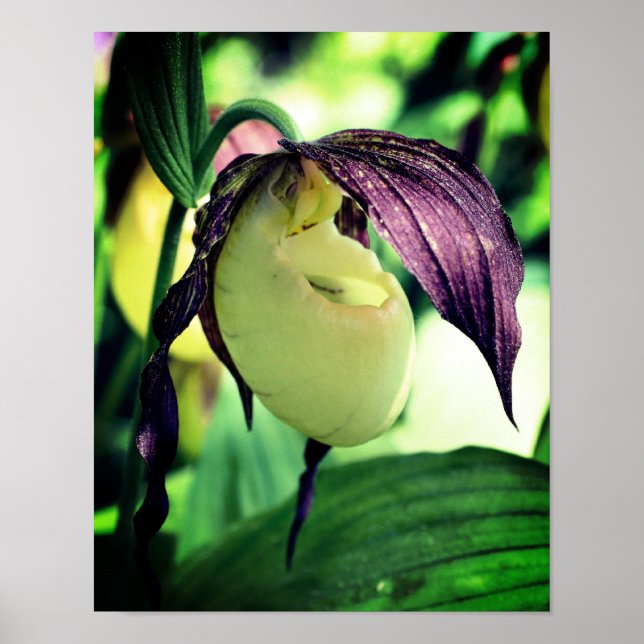 White Lady Slipper Orchid Flower  Poster (Front)