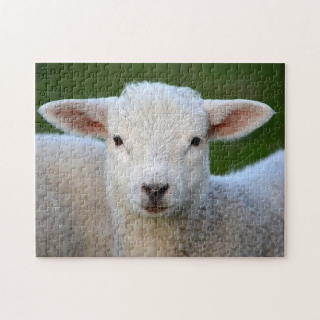 White Lamb Jigsaw Puzzle (Horizontal)