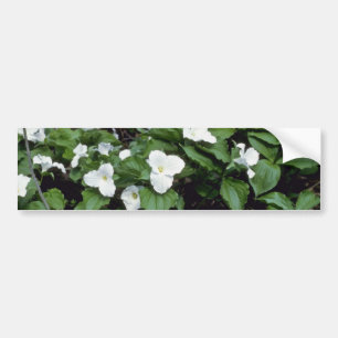 white Large-Flowered Trillium (Trillium Grandiflor Bumper Sticker