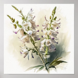 White Larkspur Flower Art Print Poster