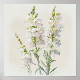 White Larkspur Flower Art Print Poster