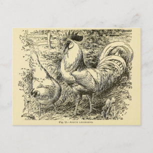 White Leghorn Postcard