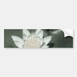 white light  pink lotus water lily flower bumper sticker