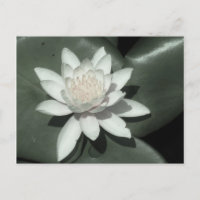 white light pink lotus water lily flower