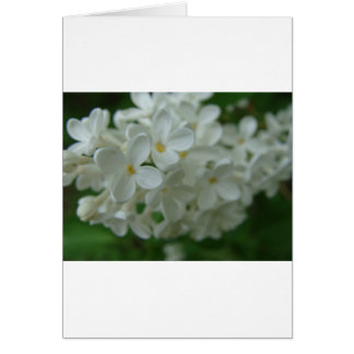 White Lilac