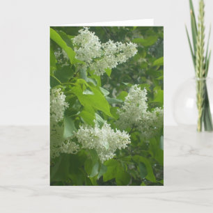 White Lilac card