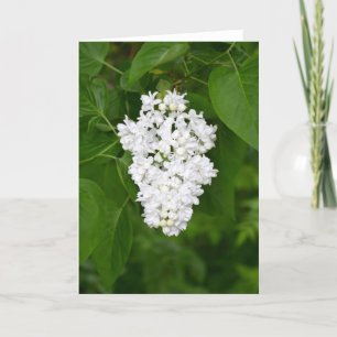 White lilac flower greeting card