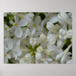 White Lilac Flowers Poster