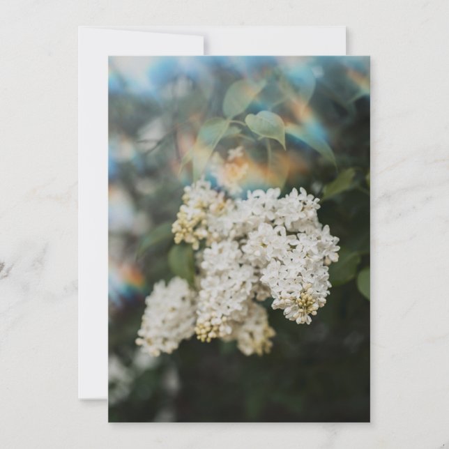 White Lilac Flowers with Rainbow Flare card (Front)