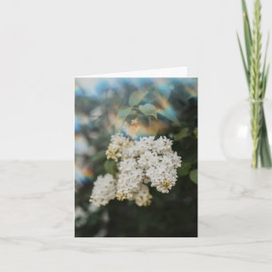 White Lilac Flowers with Rainbow Flare, Greeting Card