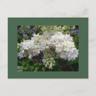 White Lilac Postcard