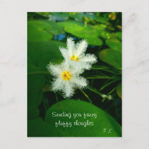 white lilies holiday postcard