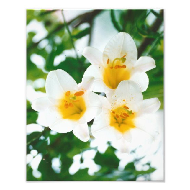 White lilies - Lilium candidum  Photo Print (Front)