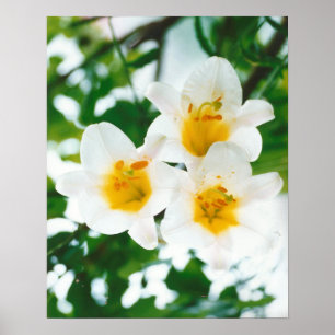 White lilies - Lilium candidum  Poster