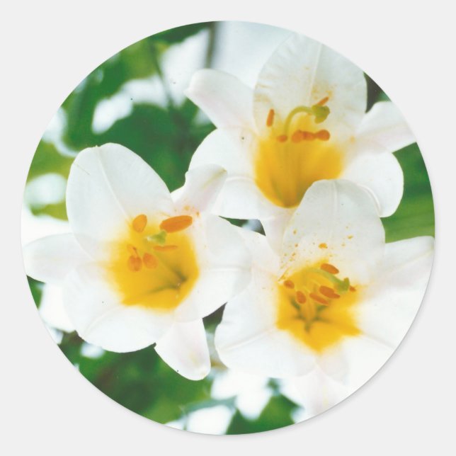 White Lilies - Lily Flower Lilium candidum  Classic Round Sticker (Front)
