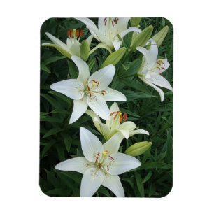White Lilies Magnet