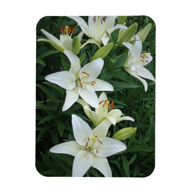 White Lilies Magnet (Vertical)