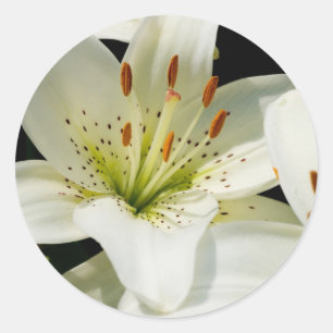 White Lilies Stickers