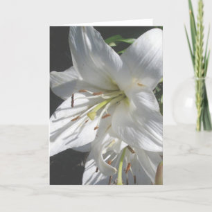 White Lillies Card