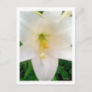 White Lilly Flower Postcard