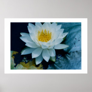"WHITE  LILLY"  PRINT