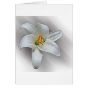 white lily