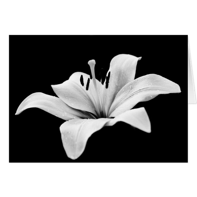 White lily (Front Horizontal)