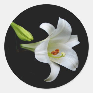White Lily Classic Round Sticker