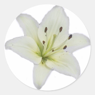 White Lily Classic Round Sticker