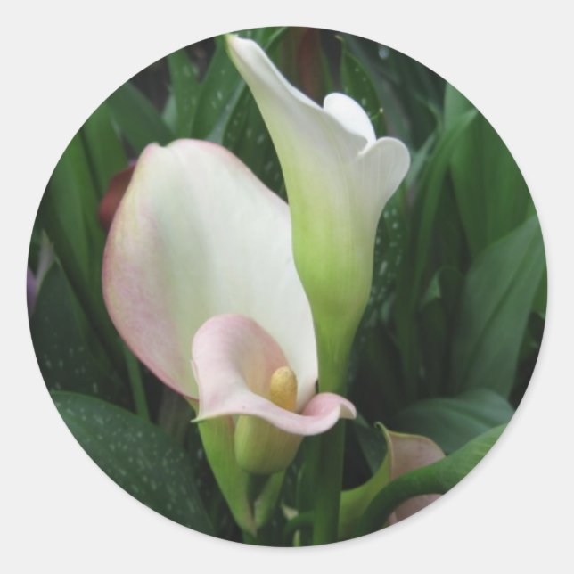 White lily classic round sticker (Front)