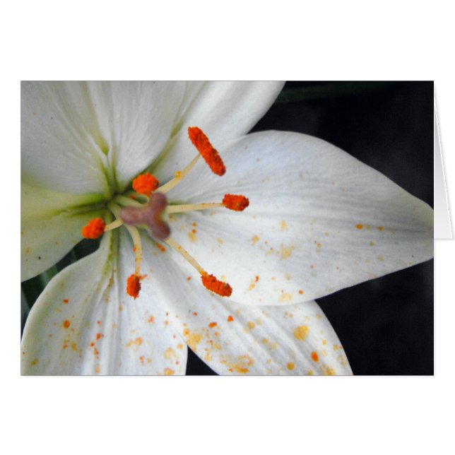 white lily flower (Front Horizontal)